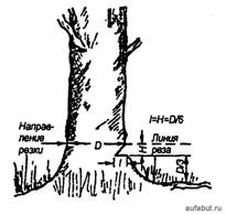 Подрубка дерева перед спиливанием